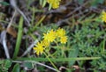 Saxifraga aizoides flower, also known as yellow mountain saxifrage or yellow saxifrage Royalty Free Stock Photo