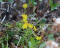 Saxifraga aizoides flower, also known as yellow mountain saxifrage or yellow saxifrage Royalty Free Stock Photo