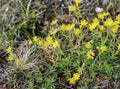 Saxifraga aizoides flower, also known as yellow mountain saxifrage or yellow saxifrage Royalty Free Stock Photo