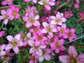 Saxifraga `Alpino Rose`