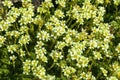 Saxifraga apiculata Royalty Free Stock Photo