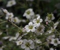 Saxifraga arendsii Royalty Free Stock Photo