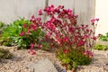 Saxifraga arendsii. Blooming saxifraga in rock garden. Rockery with small pretty pink flowers, nature background. Royalty Free Stock Photo