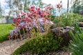 Saxifraga arendsii. Blooming saxifraga in rock garden. Rockery with small pretty pink flowers, nature background.