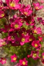 Saxifraga arendsii. Blooming saxifraga in rock garden, top view close up. Rockery. Royalty Free Stock Photo
