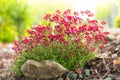 saxifraga arendsii close-up.blooming saxifraga bush on a stone.Ground cover spring flowers. red saxifraga flowers in the Royalty Free Stock Photo