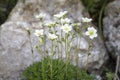 Saxifraga arendsii flowers