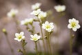 Saxifraga arendsii flowers