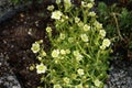 Saxifraga arendsii `Pixie White` in the garden in April. Berlin, Germany Royalty Free Stock Photo