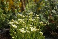 Saxifraga arendsii `Pixie White` in the garden in April. Berlin, Germany Royalty Free Stock Photo