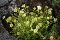 Saxifraga arendsii `Pixie White` in the garden in April. Berlin, Germany Royalty Free Stock Photo