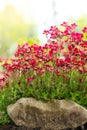 saxifraga arendsii red flowers for rock gardens .blooming saxifraga bush on a stone.Ground cover spring flowers. red Royalty Free Stock Photo