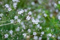 Saxifraga blooming flowers, stoloniferous perennial herb in Altai Royalty Free Stock Photo