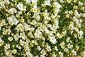 Saxifraga cespitosa arends blooms in the garden. Royalty Free Stock Photo