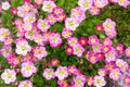 Saxifraga cespitosa Arends Royalty Free Stock Photo