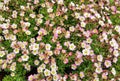 Saxifraga cespitosa arends blooms in the garden. Royalty Free Stock Photo