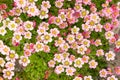 Saxifraga cespitosa Arends Royalty Free Stock Photo