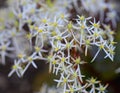 Saxifraga cortusifolia, rubrifolia in ZOO in Pilsen, Czech Republic