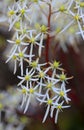 Saxifraga cortusifolia, rubrifolia in ZOO in Pilsen, Czech Republic