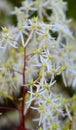 Saxifraga cortusifolia, rubrifolia in ZOO in Pilsen, Czech Republic