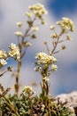 Saxifraga crustata flower growing in mountain, macro Royalty Free Stock Photo