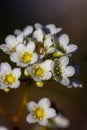 Saxifraga crustata flower growing in mountains Royalty Free Stock Photo