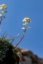 Saxifraga crustata flower in mountains Royalty Free Stock Photo