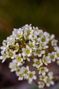 Saxifraga crustata flower in mountains Royalty Free Stock Photo