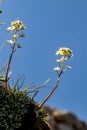 Saxifraga crustata flower in mountains Royalty Free Stock Photo