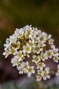 Saxifraga crustata flower in mountains Royalty Free Stock Photo