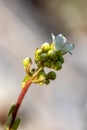 Saxifraga crustata flower in mountains Royalty Free Stock Photo