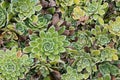 Saxifraga Royalty Free Stock Photo