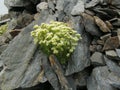 Saxifraga exarata Royalty Free Stock Photo