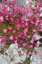 Saxifrage mossy in pink color - spring blooming garden plant with awesome little  decorative flowers Royalty Free Stock Photo