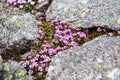 Saxifraga oppositifolia, the purple saxifrage or purple mountain saxifrage flowers growing on tundra rocks Royalty Free Stock Photo