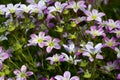 Saxifraga paniculata