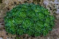 Saxifraga paniculata; alpine saxifrage, White Mountain saxifrage; stonecrop pattern Royalty Free Stock Photo