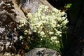 Saxifraga paniculata in bloom