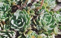 Saxifraga paniculata Royalty Free Stock Photo