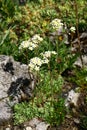 Saxifraga paniculata in bloom Royalty Free Stock Photo