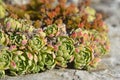 Saxifraga paniculata plant Royalty Free Stock Photo