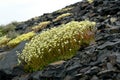 Saxifraga. Saxifrage flowers in the tundra .