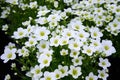 Saxifraga small white flowers, Saxifraga arendsii Adebar Royalty Free Stock Photo