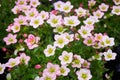 Saxifraga small white flowers, Saxifraga arendsii Adebar Royalty Free Stock Photo