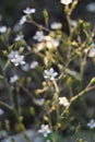 Flowers of Saxifraga urbium Royalty Free Stock Photo