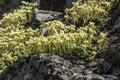 Saxifraga x apiculata Gregor Mendel Royalty Free Stock Photo