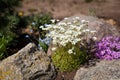 Saxifrage arendsii Snow Carpet and moss phlox
