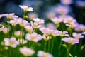 Saxifrage blooming closeup in the garden