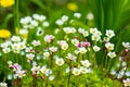 Saxifrage