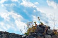 Saxifrage flowers on a rock